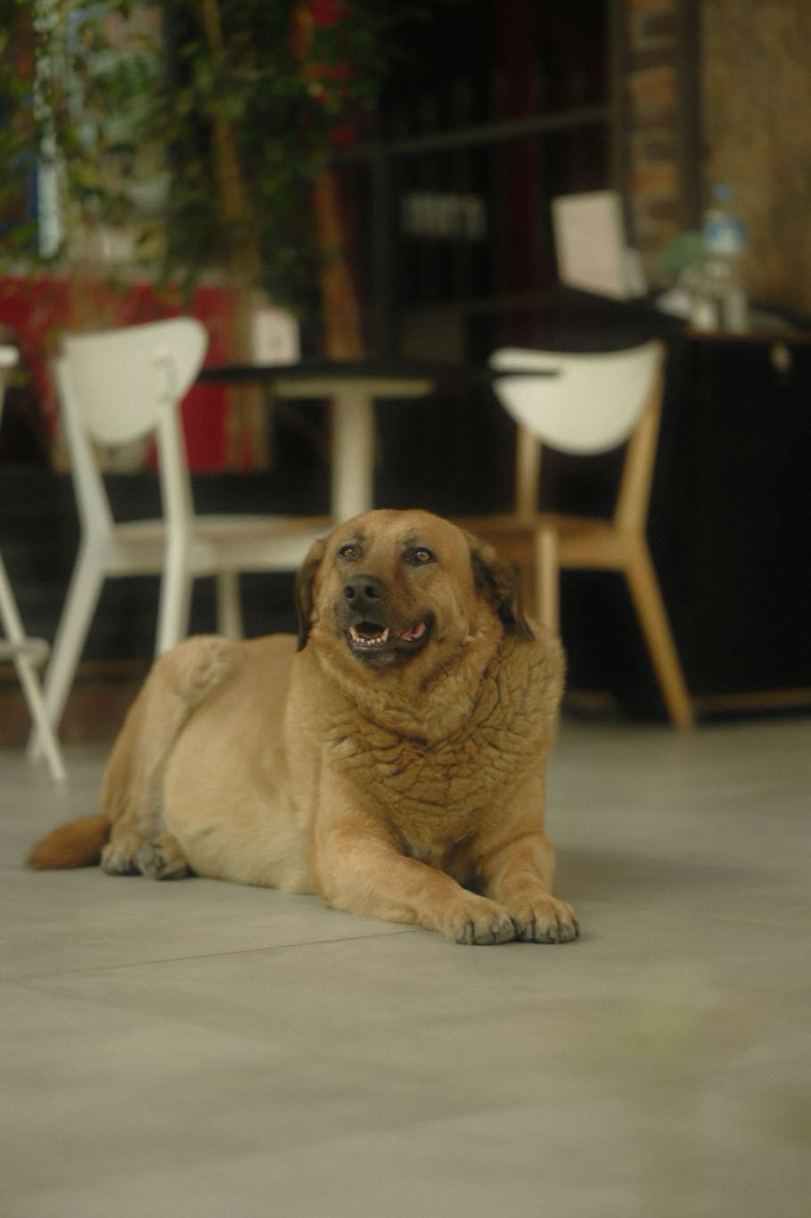 A relaxed dog lying on the floor inside the café